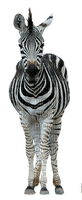 zebra bp - ücretsiz png