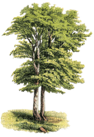 arbre - ücretsiz png