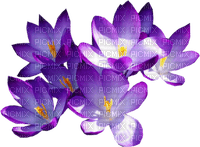 Kaz_Creations Flowers Purple - gratis png