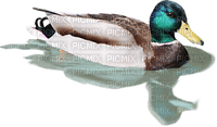 duck ente canard tube pond teich etang   animal summer ete bird oiseau spring printemps - PNG gratuit