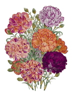 flowers deco carnations Rosalia73 - PNG gratuit