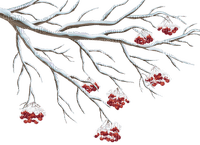 snowberry branch - nemokama png