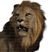 lion - PNG gratuit