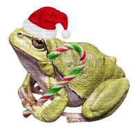 Frog with candy cane and christmas santa hat - PNG gratuit
