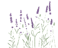 Lavande.Lavender.Fleurs.Lila.Victoriabea - Nemokamas animacinis gif