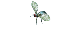 dragonfly katrin - Besplatni animirani GIF