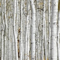 birch tree forest - png gratuito