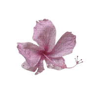 hibiscus - png grátis