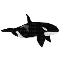✶ Orca {by Merishy} ✶ - png grátis