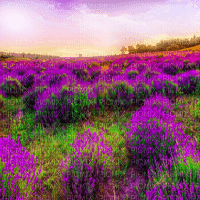 purple flower field spring bg  violet fleur paysage printemps fond