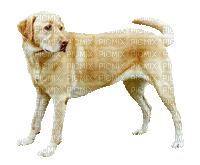Chien.Dog.Perro.beige.Victoriabea - Free animated GIF