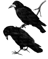 Ravens - png ฟรี