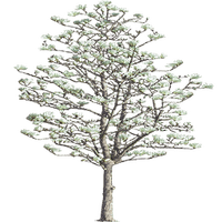 Baum - kostenlos png