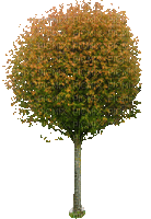 Baum - Darmowy animowany GIF