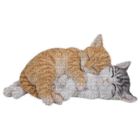 Katzen, Schlafen, cats - PNG gratuit