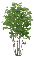 Baum - Zdarma animovaný GIF
