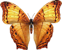 ♡§m3§♡ kawaii gold butterfly summer animated - GIF animado gratis