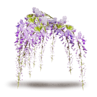 Bloemen en planten - besplatni png