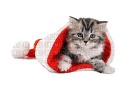 Christmas.Cat.Chat.Gato.Victoriabea - PNG gratuit