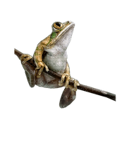 frog-groda-minou52 - ilmainen png