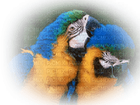 patymirabelle oiseau perroquet - png grátis