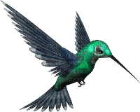 humming bird - png grátis