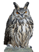 Kaz_Creations Animals Animal Bird Birds Owl - png grátis