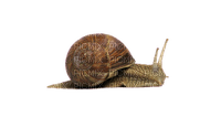 Kaz_Creations Snail - ilmainen png