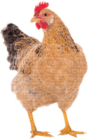 kana, chicken - zdarma png