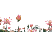 maj fleurs bordure - ücretsiz png