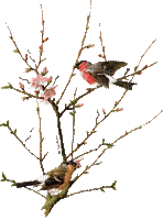 spring love birds gif - GIF animé gratuit