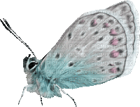 Vlinder - Безплатен анимиран GIF