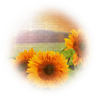 TOURNESOL paysage  sunflower landscape - Free PNG