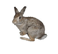 rabbit - GIF animé gratuit
