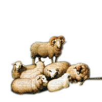 Rena Schafe Tiere - zadarmo png