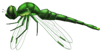 Dragonfly - bezmaksas png