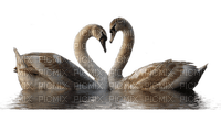 Kaz_Creations Animals  Birds Bird Swans - zadarmo png