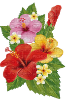nbl-Hibiscus - 免费PNG