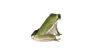 contemplative frog - PNG gratuit