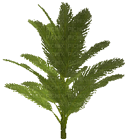 palm tree - 免费动画 GIF