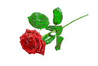 red rose - Бесплатный анимированный гифка
