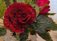 Róża - nemokama png