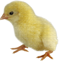 pollo - png grátis