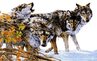 wolfs - PNG gratuit