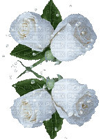 spring printemps flower fleur blossom fleurs gif anime animated tube deco blume rose white blanc effect - Free animated GIF