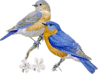 dulcineia8  pássaros - PNG gratuit