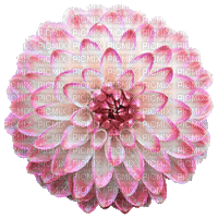 ani-blomma-flower - Бесплатный анимированный гифка