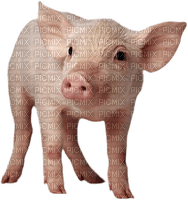 Kaz_Creations Pig - png gratis