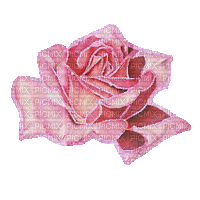 Róża różowa8 - GIF animado gratis