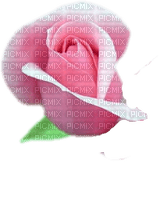 róża - png gratuito